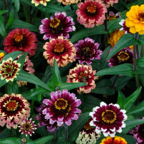 50 Seeds Compact Zinnia Haageana Aztec Sunset Flower Seed Mix For Planting