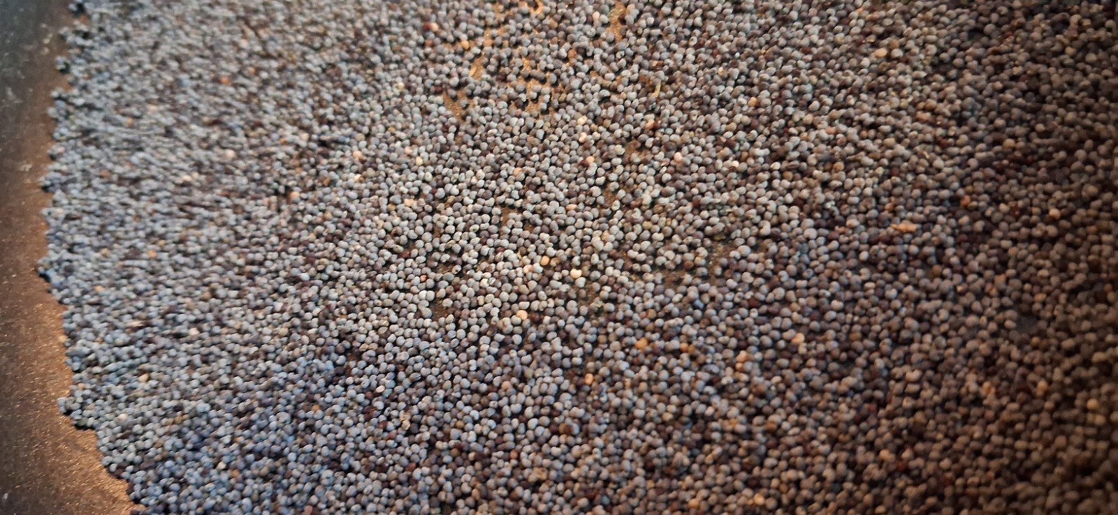 2,500+ Turkish Poppy Seeds – RARE SOMNIFERUM for planting