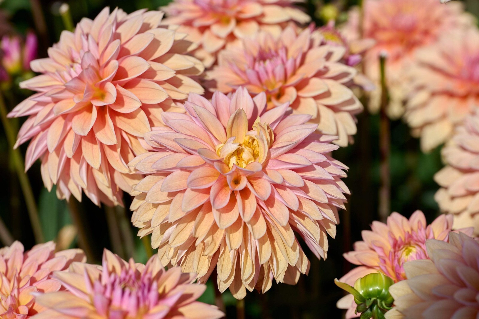 50 WATERCOLOR MIX DAHLIA Variabilis Double Bloom Mixed Colors Flower Seeds