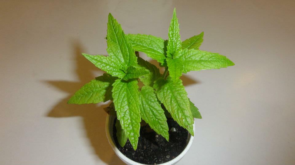 250 MAD DOG SKULLCAP seeds Scutellatia Lateriflora, Blue Skullcap by WSS