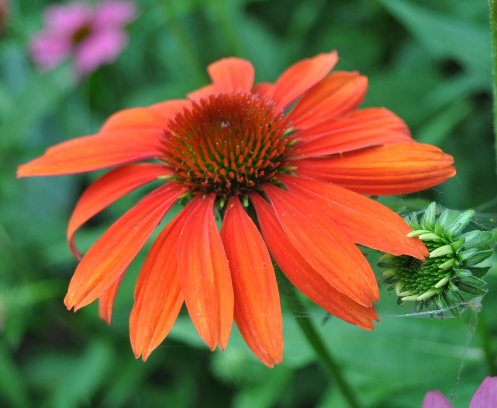 Red & Orange Cheyenne Spirit Mix 30+ Fresh Seeds Coneflower Echinacea Farm Fresh