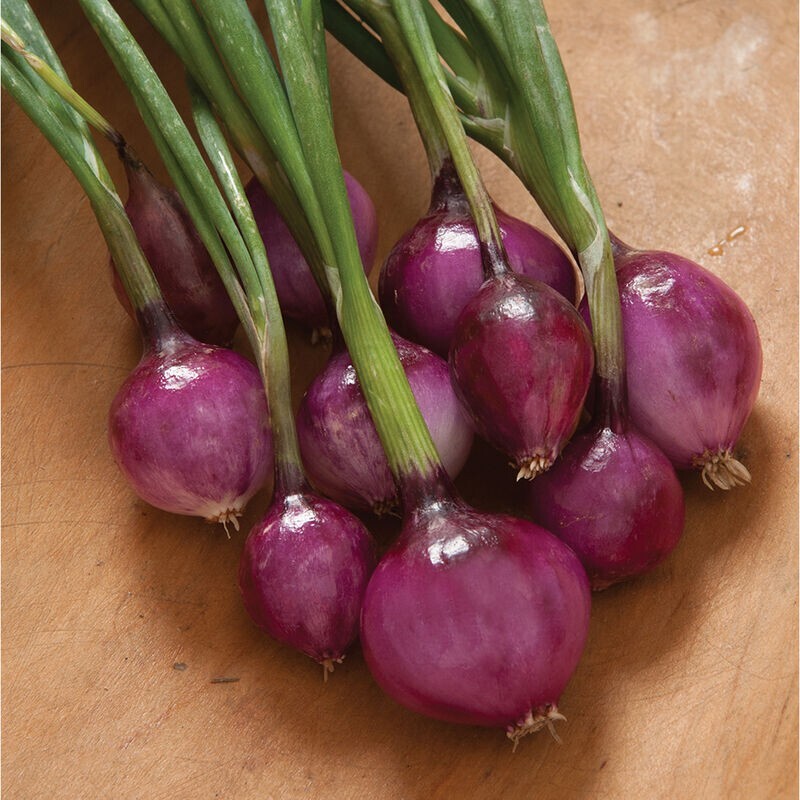 300 Purplette Onion Seed Specialty Onion Non_GMO