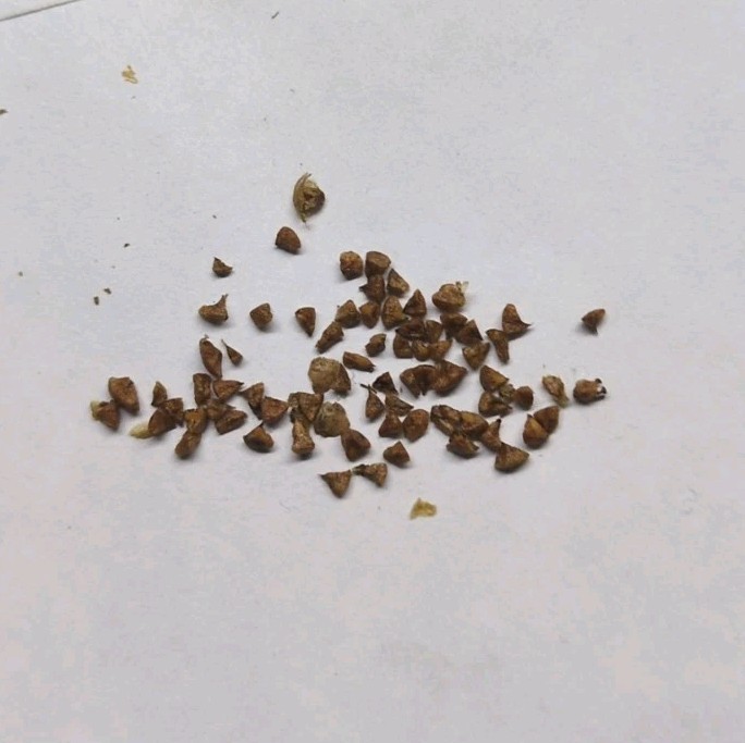 Henna Tree Seeds for Planting (30 – 50 Seeds) – Lawsonia Inermis – Organic