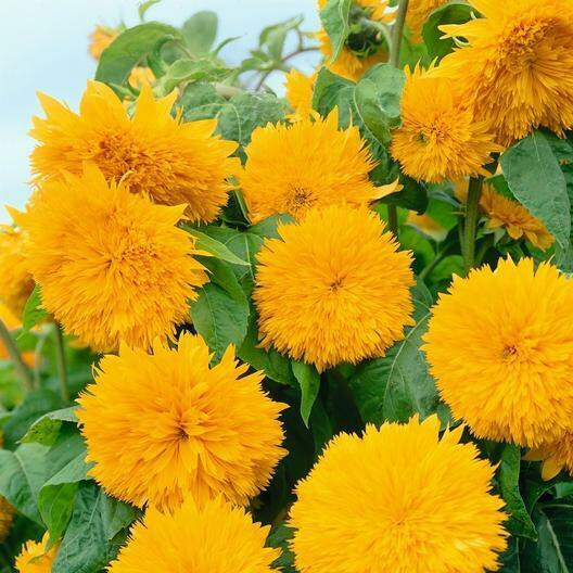 Double Tall Sungold Giant SunFlower 30 Fresh seeds Harvested in 2025~NonGMO