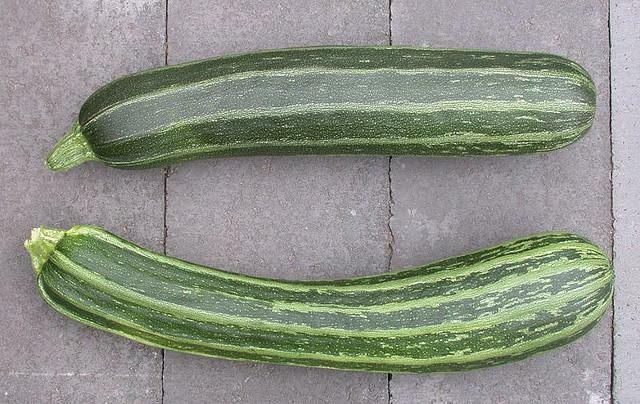 Organic Cocozelle Summer Zucchini – Cucurbita pepo