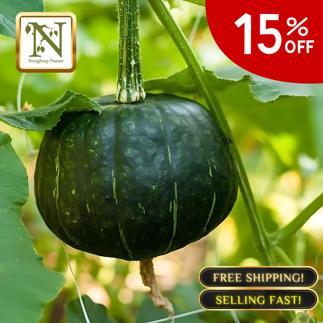 Fresh Japanese Kabocha Pumpkin 10 Seeds | Heirloom | Non-GMO | Asian Vegetables