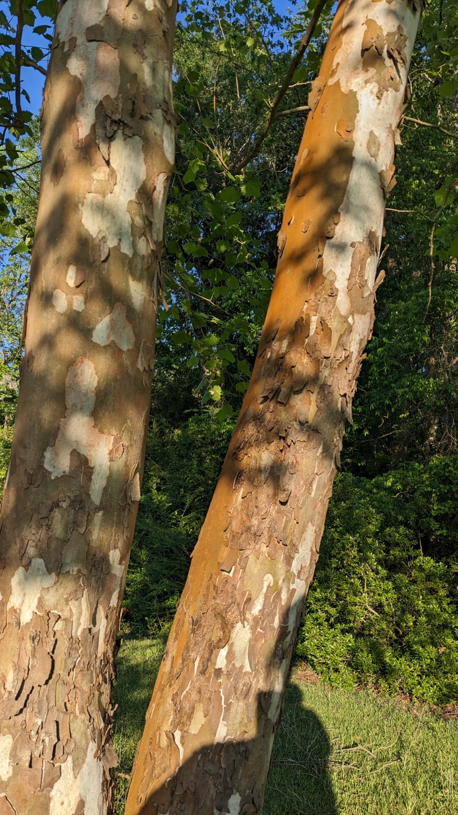 25+ seeds American Sycamore, shade tree, native, Platanus occidentalis