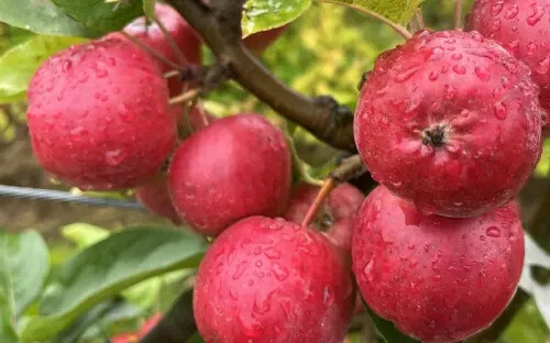 25+ Wickson Crabapple Seeds for Garden Planting – USA – FREE SHIPPING!