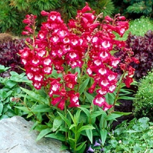 20+ Red/White Penstemon Hartwegii Flower Seeds / Perennial
