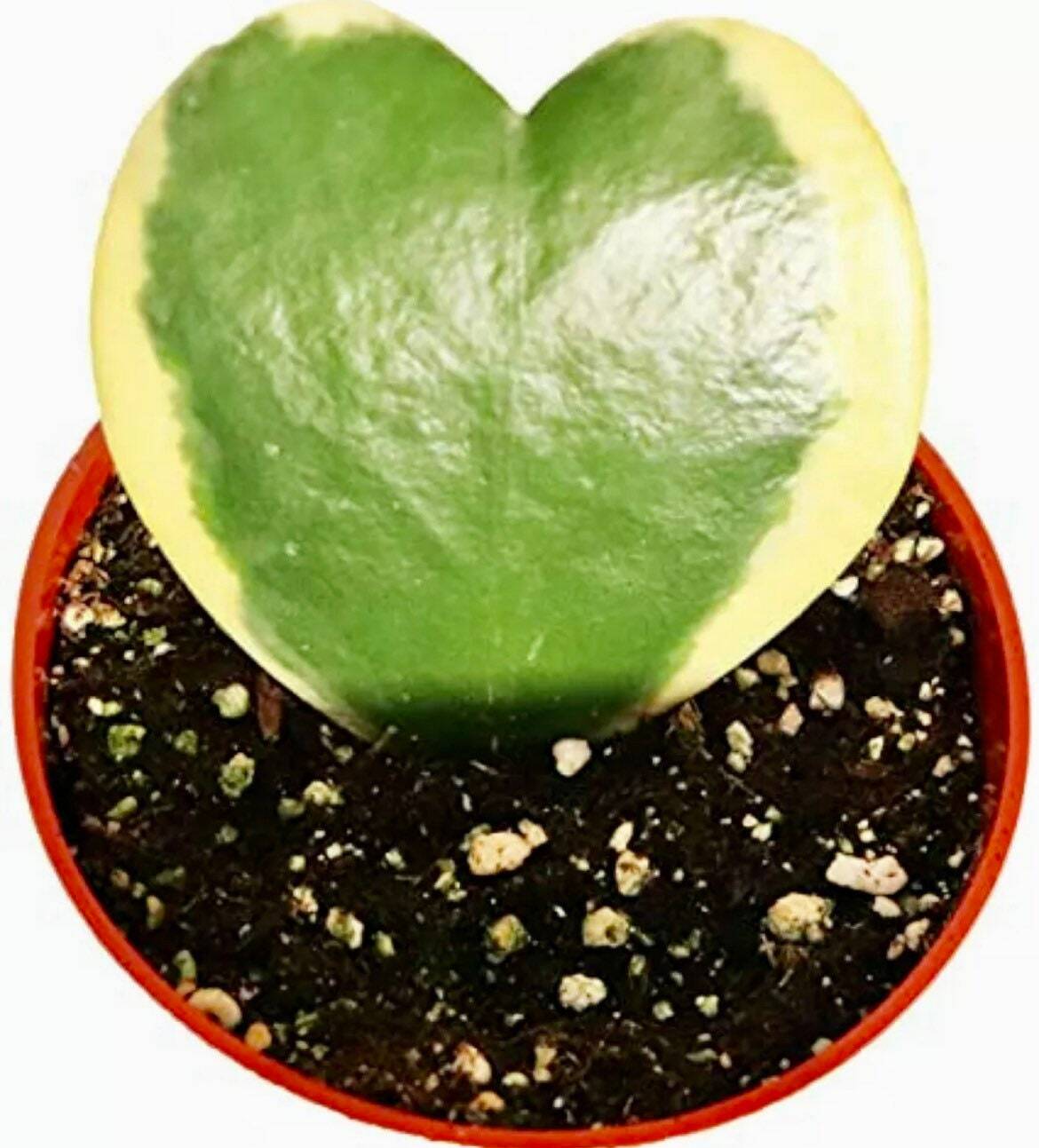 Hoya Kerrii Variegata Seeds~Sweetheart~Lucky ~Heart~Succulents~Valentine’s Day
