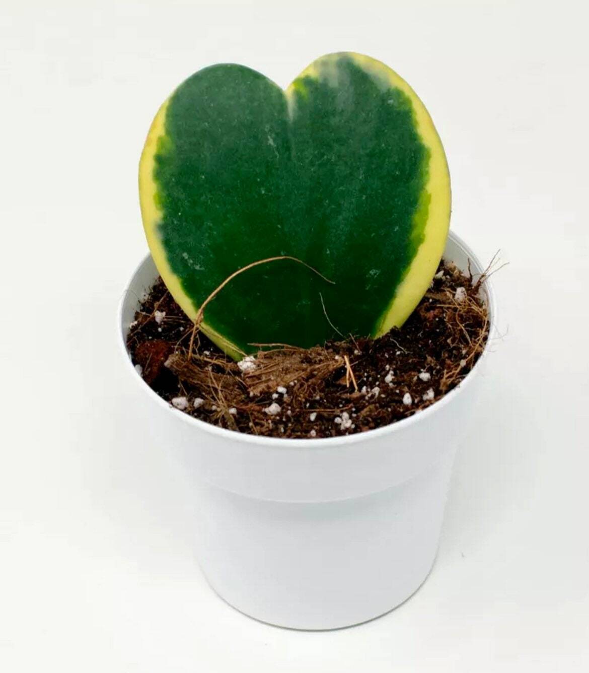 Hoya Kerrii Variegata Seeds~Sweetheart~Lucky ~Heart~Succulents~Valentine’s Day