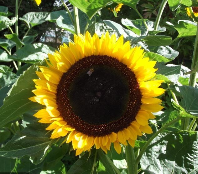 25+Seeds|Taiyo Sunflowers Seeds #E034