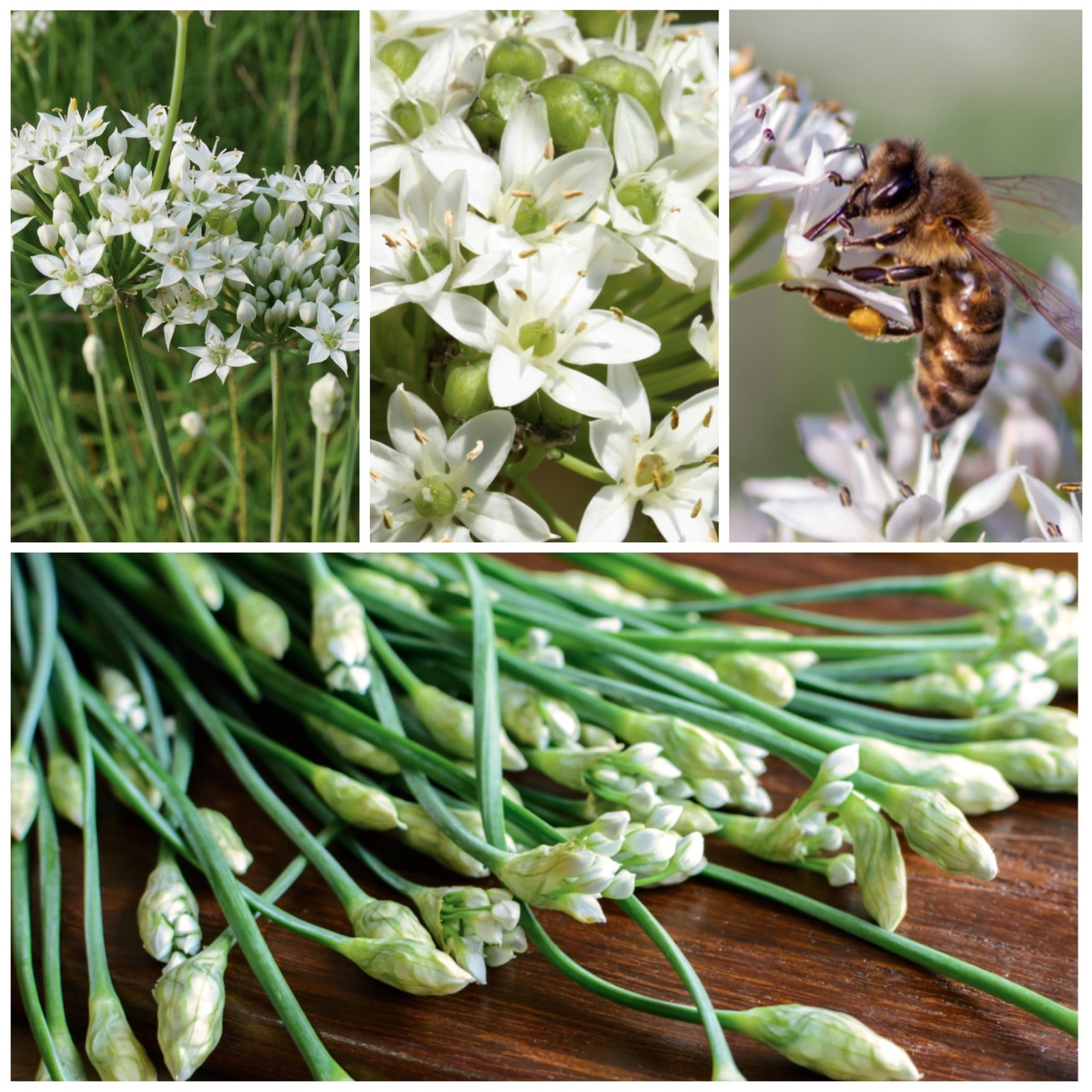 Needs Chive Seeds for Planting Garlic Chives – Non-GMO Heirloom & Untreated P…