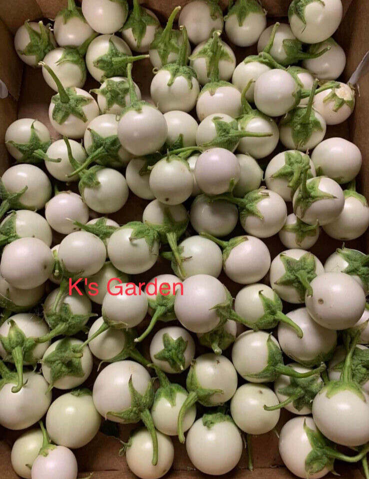 100+PCS WHITE ROUND EGGPLANT SEEDS, CÀ PHÁO TRẮNG, 茄子,berenjena 90% GERMINATION