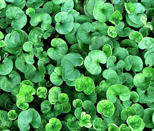 DICHONDRA Dichondra Repens- 1,000 Bulk Seeds