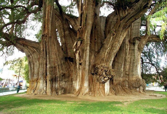 Montezuma Bald Marsh Cypress Tree Seeds (Taxodium mucronatum) Fast, Bonsai, Rare