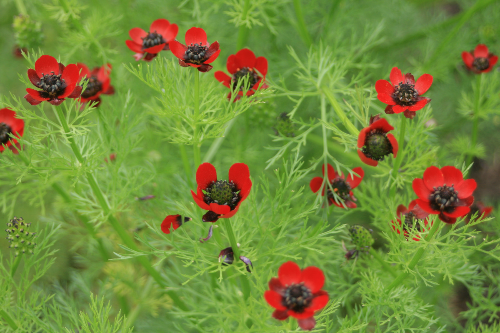 80 SEEDS – PHEASANTS EYE annual red – GroCo USA – BUY ANY 15-SHIPS FREE
