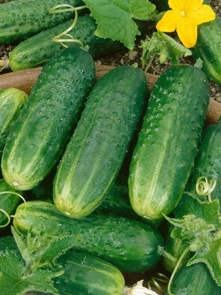 Cucumber Seed: County Fair Pickling Cucumber seeds. FREE Shipping!!!!!
