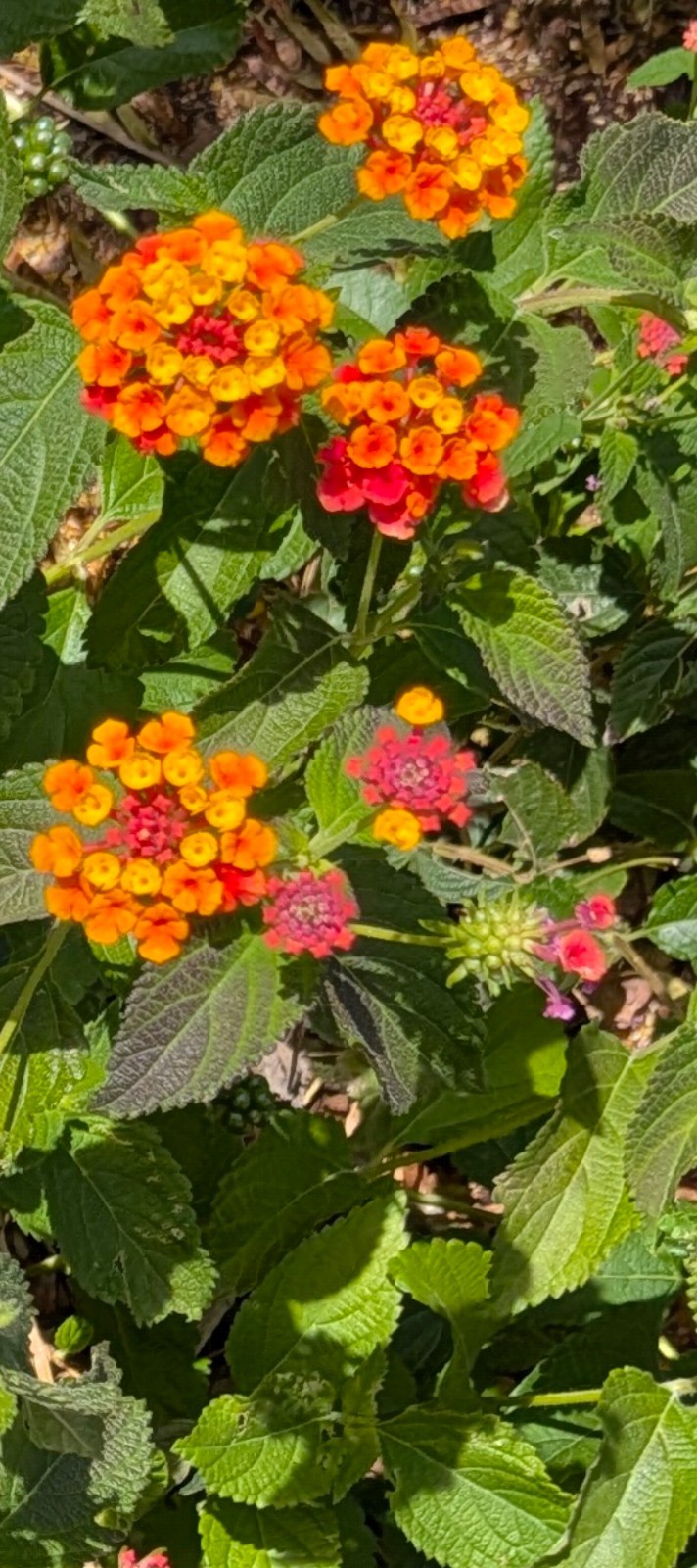 Lantana Camara 20 seeds orange/pink FREE SHIPPING