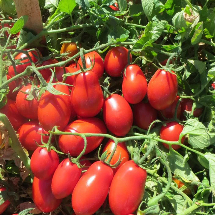 Roma Tomato Seeds | Italian Plum Amish Paste San Marzano Vegetable Seed 2024