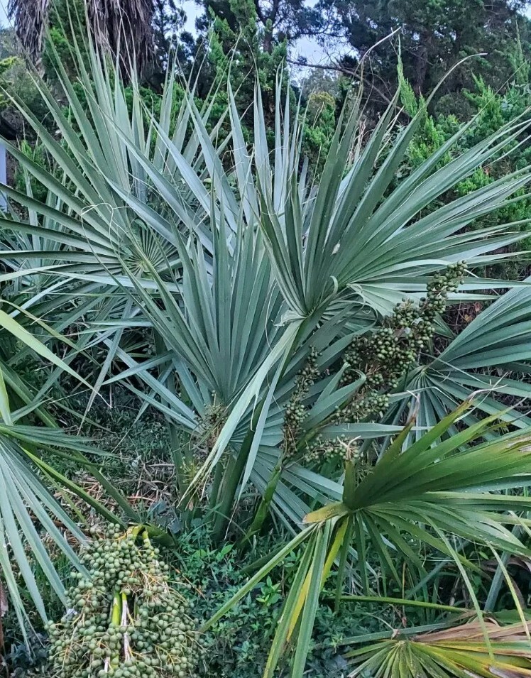 Sabal tamaulipas 50 Seeds 2024 Harvest