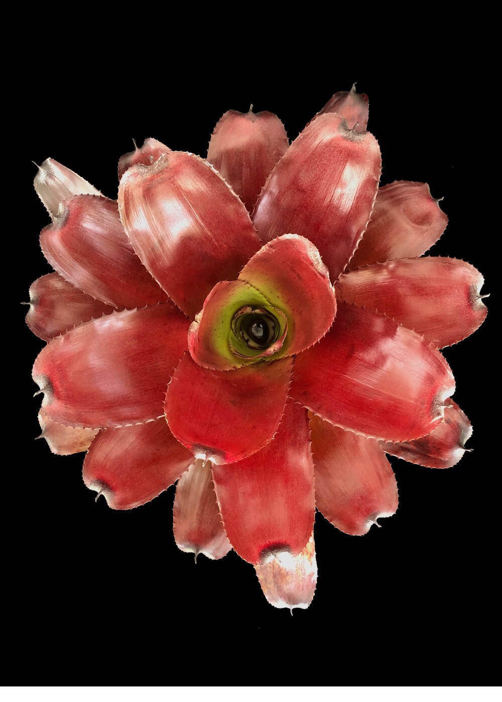 Bromeliad – Neoregelia Avalon 6″ pot – Live Plant