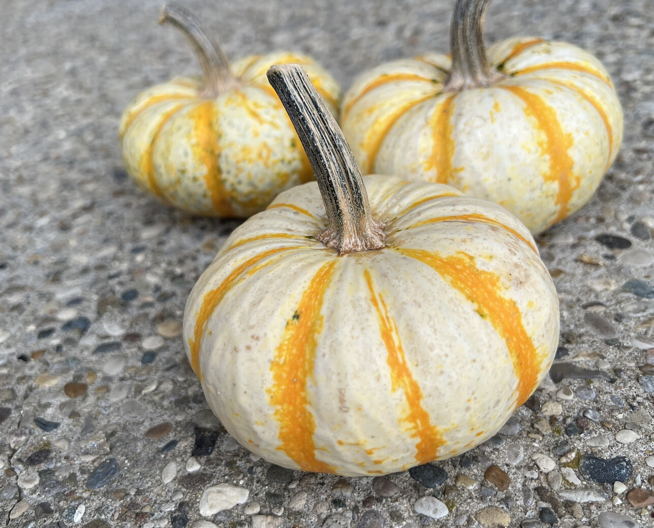 Rare Dwarf Tiger Stripe pumpkin seeds Lil Pump-Ke-Mon Baby Boo Fresh High Yield