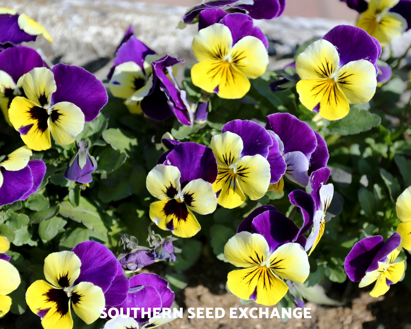 Viola, Johnny Jump Up – 200 Fresh Seeds – Medicinal Flower (Viola Tricolor)