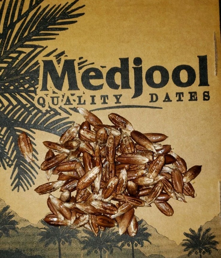 Medjool Date 50 SEEDS from Large Sweet Dates Palm Seed Organic Arizona Grown