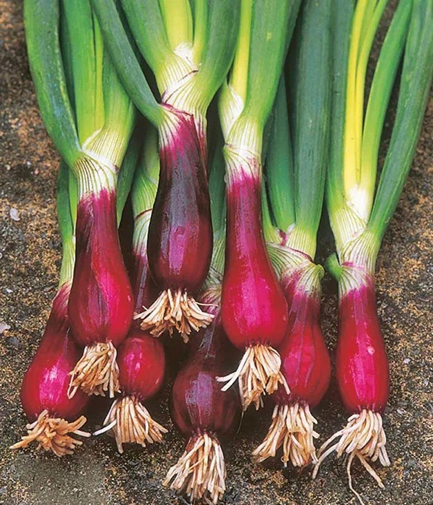 Red Beard Bunching Onion Seeds (250) Organic Garden Plants Crops – Free Shipping