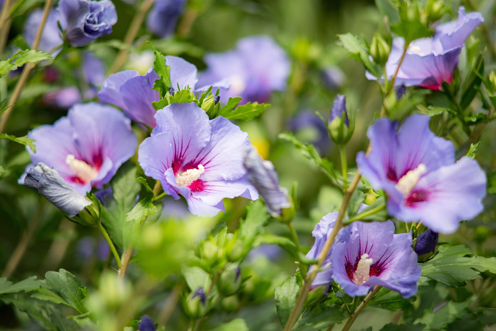 25 Purple ROSE Of SHARON HIBISCUS Syriacus Flower Tree Bush Seeds *Flat Shipping