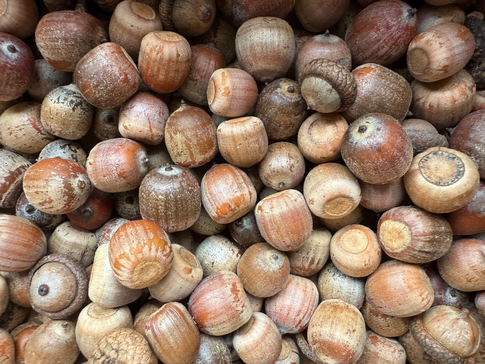 50 NORTHERN RED OAK ACORNS gathered wild 2025 FREE SHIPPING