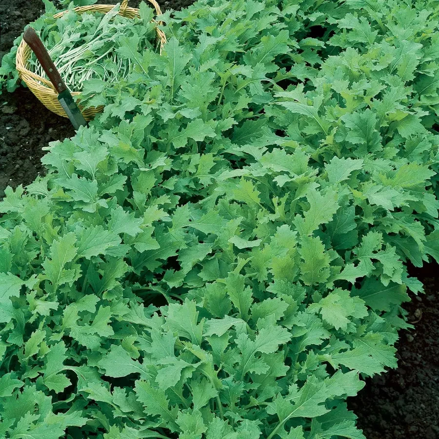 seven top turnip – 400+ seeds.