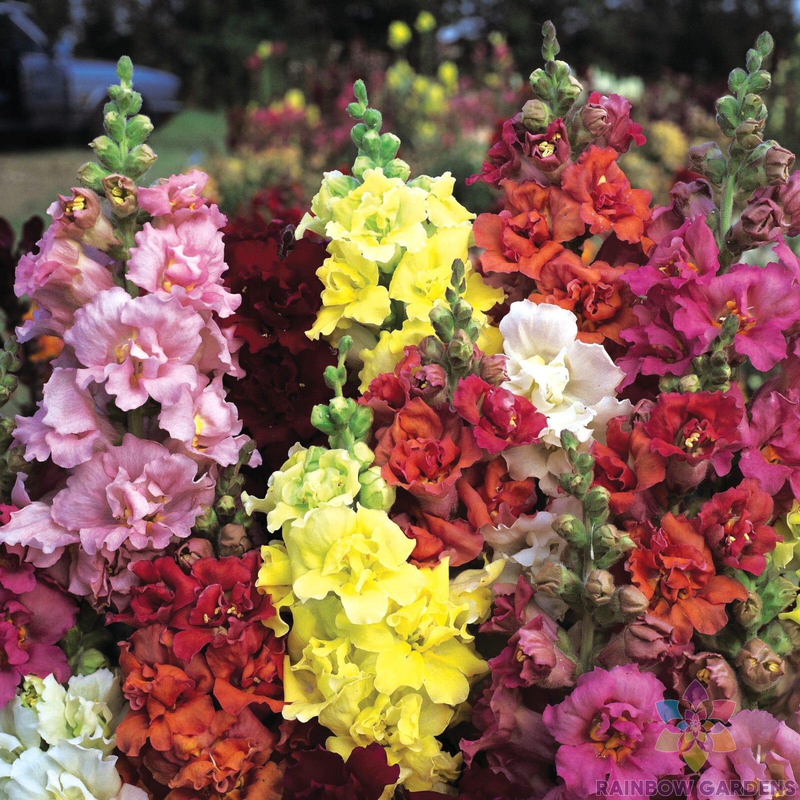1000+ Madame Butterfly Mix Snapdragon Seeds for Garden – USA – FREE SHIPPING!