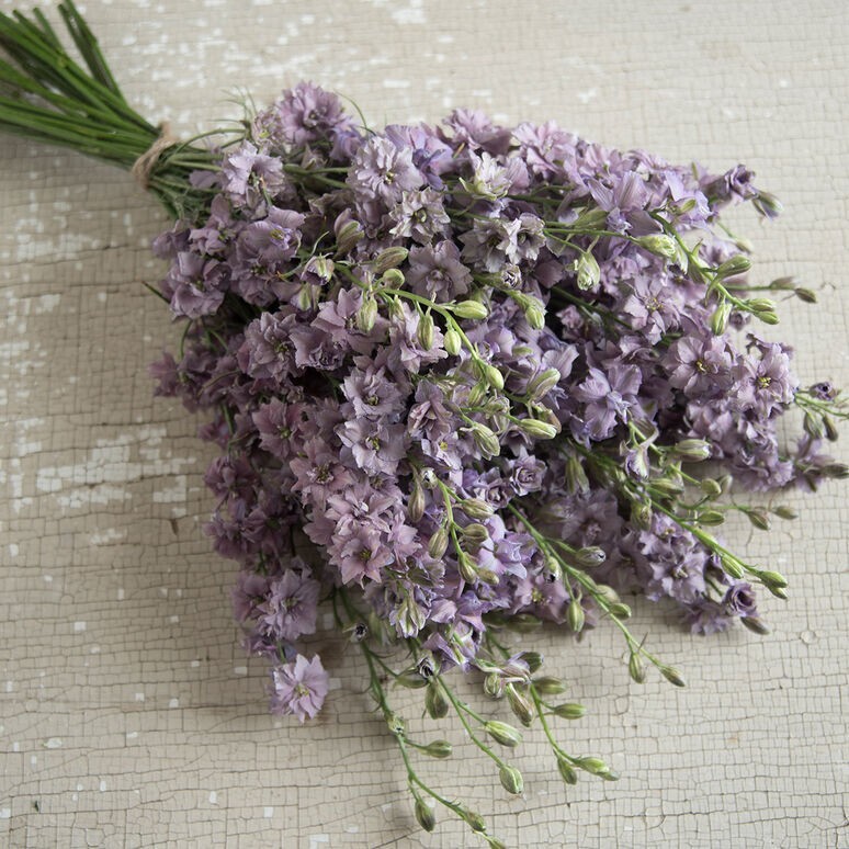 Larkspur Variety: Fancy Pink, Misty Lavender, White (40 seeds for each x3)
