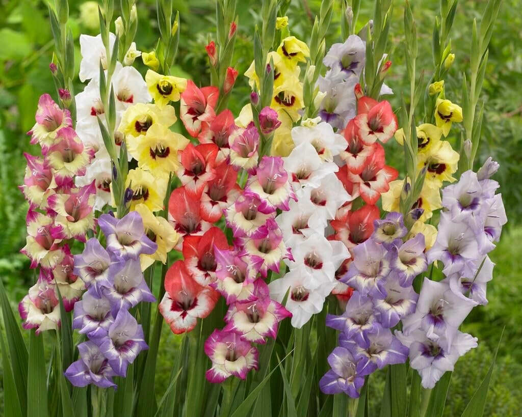 30 Gladiolus Bulbs, Mixed Colors – Sword Lily, Easy to Grow Perennial Garden