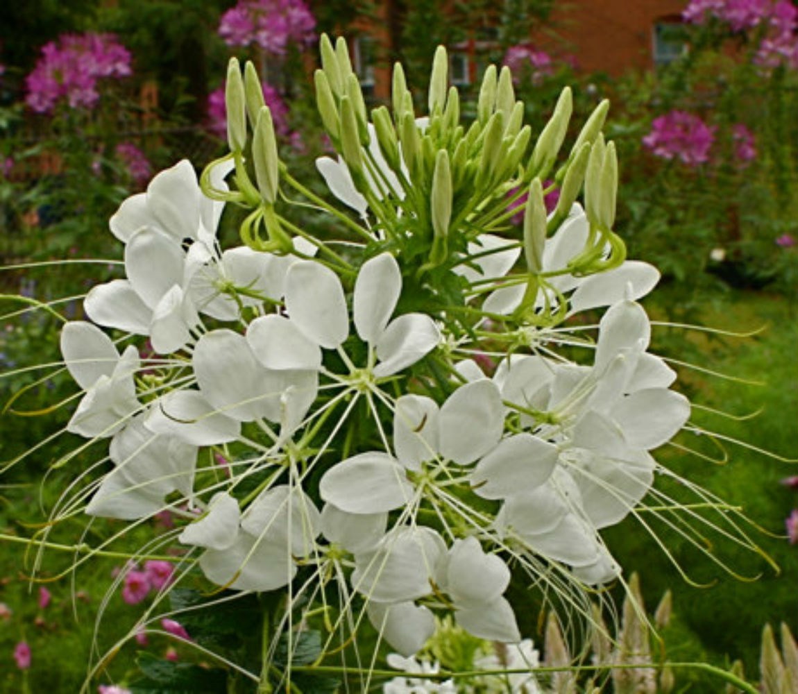 White Spider Flower (Cleome) (Snow Queen) 25 SEEDS ! Comb. S/H! SEE OUR STORE