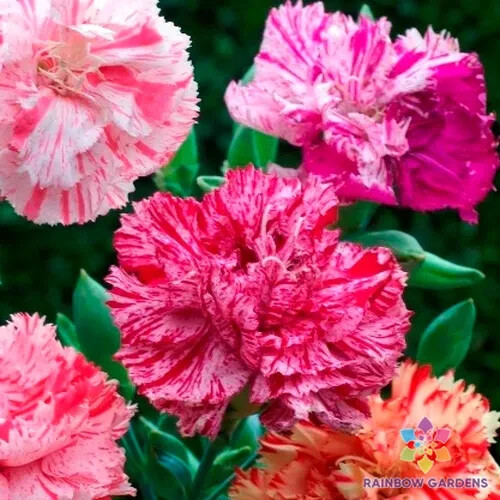 200+ Picotee Mix Carnation Seeds for Garden Planting – USA – FREE SHIPPING!