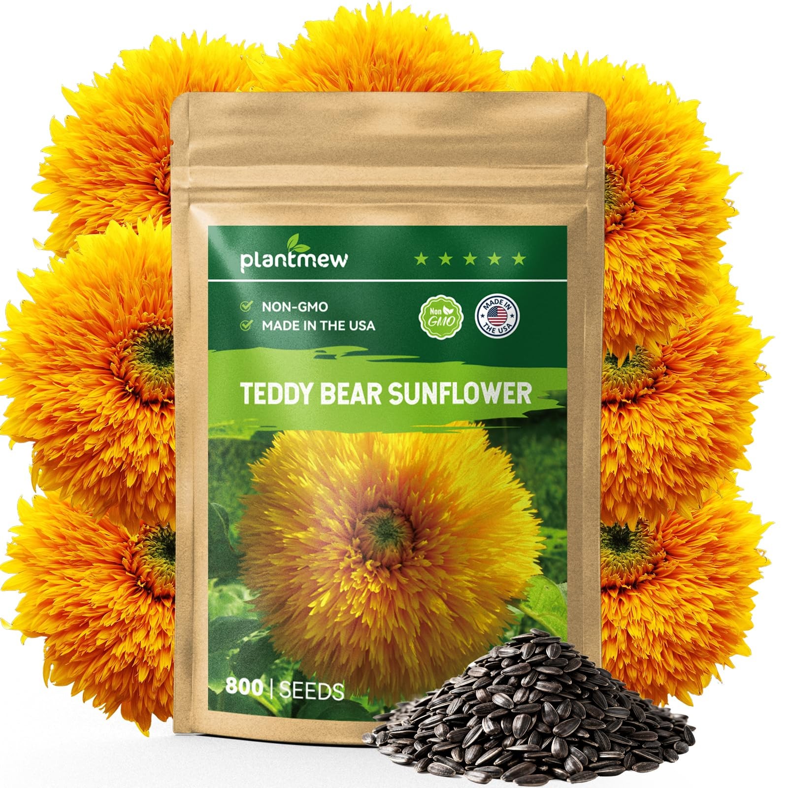 800+ Giant Teddy Bear Sunflower Seeds – Fluffy TEDDY BEAR SUNFLOWER, YELLOW