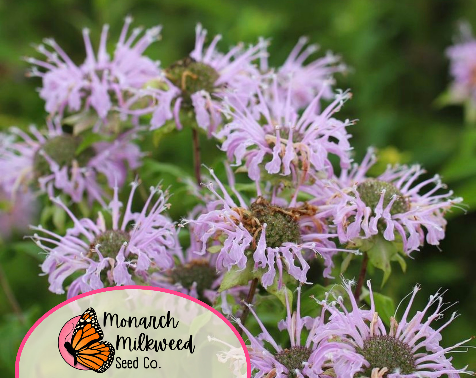 2800+ Wild Bergamot / Bee Balm Seeds | Native Wildflower Pollinator Garden Seeds