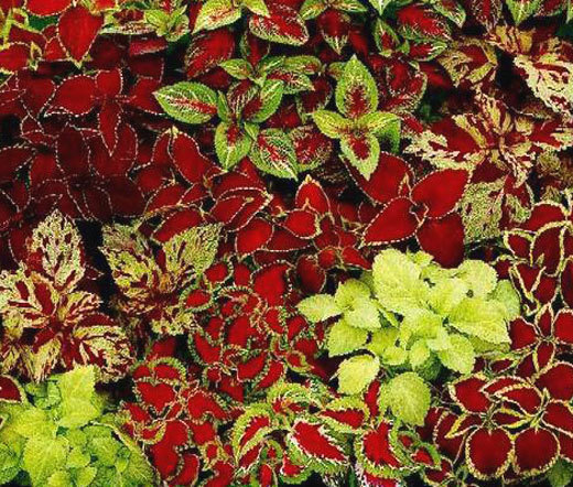 COLEUS FAIRWAY MIX Solenostemon Scutellarioides – 40 Bulk Seeds