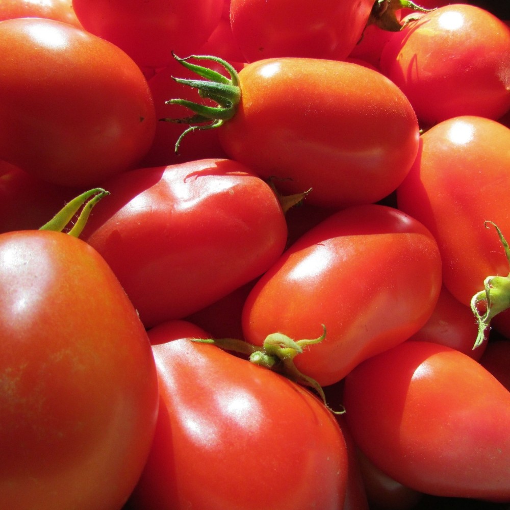 Roma VF Tomato Seeds | NON-GMO | 100+ Seeds | Free Shipping | Grow Your Own Food