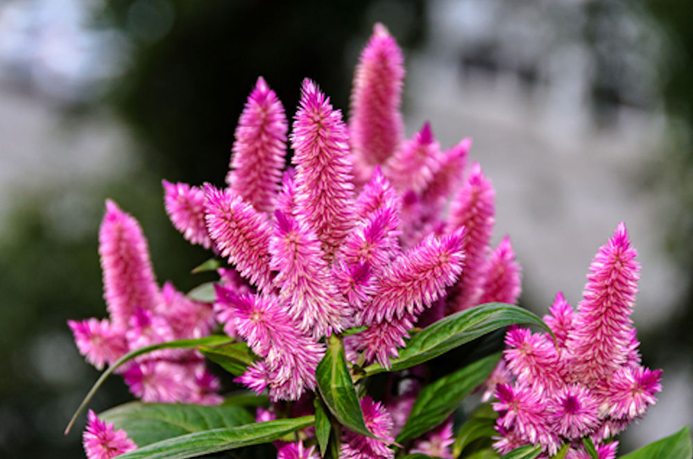 Wheat Celosia -Pink – 100 Seeds- AN Old Garden Favorite