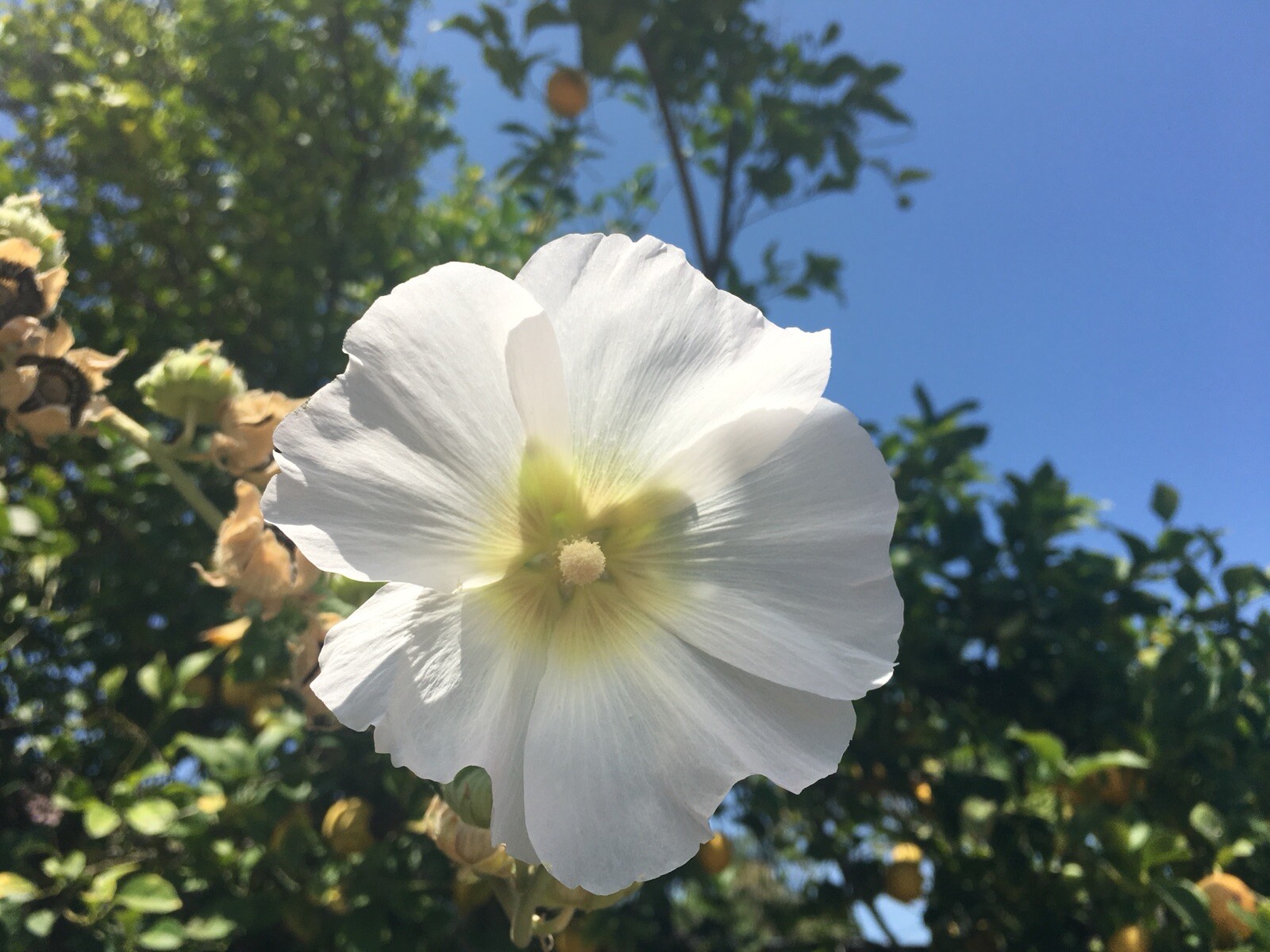 Hollyhock flower seeds 4 grms about 400 WHITE Perennial grows just over 11′ tall