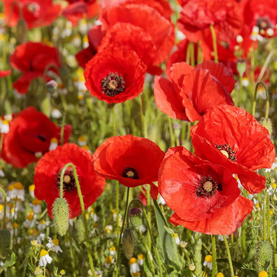 1910 SEEDS – POPPY SHIRLEY RED flower GroCo – BUY ANY 15 – SHIPS FREE