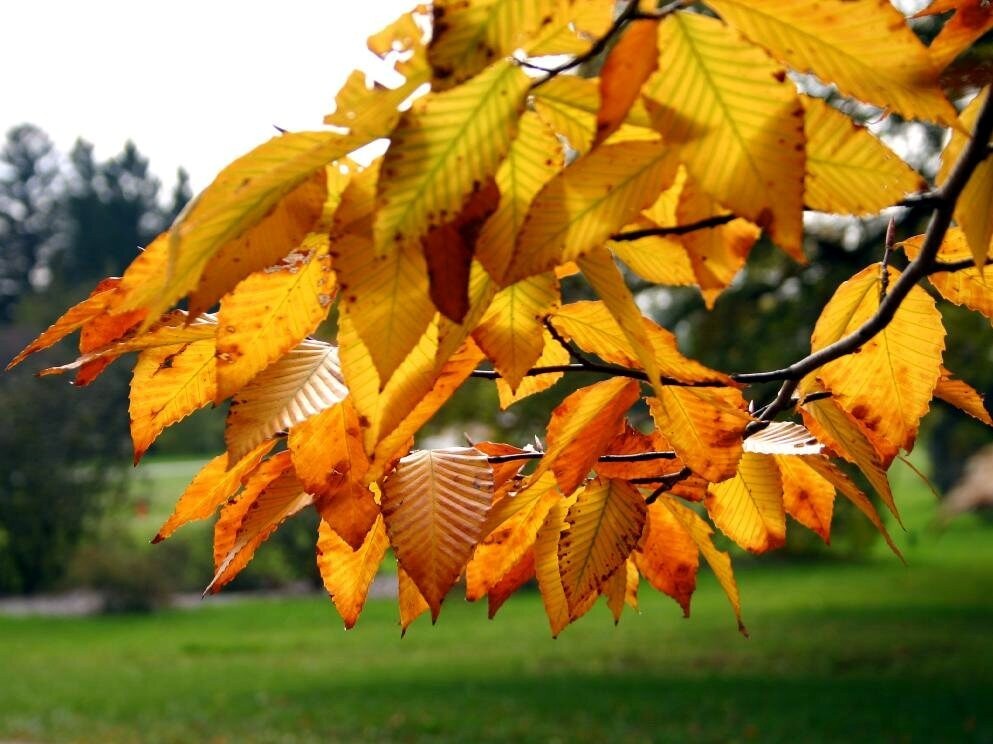 10 American Beech Tree Seeds (Fagus grandifolia) Hardy Zones 3-9 Fresh Nov. 25