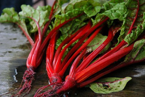 Swiss Chard Ruby Red Garden Heirloom Vegetable By Seed Kingdom 1 Lb Seeds