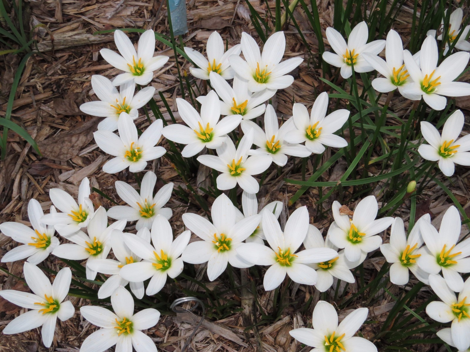 Rain Lily, Zephyranthes Candida Major wide cup-shape petals, 2 bulbs, habranthus