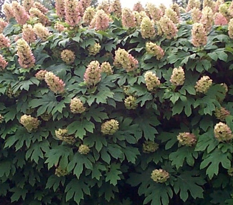 Hydrangea quercifolia OAKLEAF HYDRANGEA Seeds!