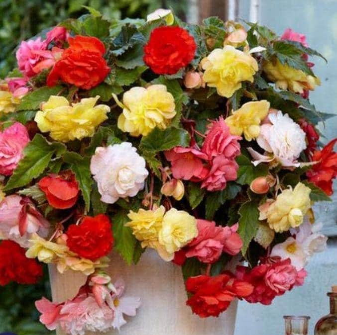 MIX Begonia Odorata Bulb – Top Size 5/6 cm